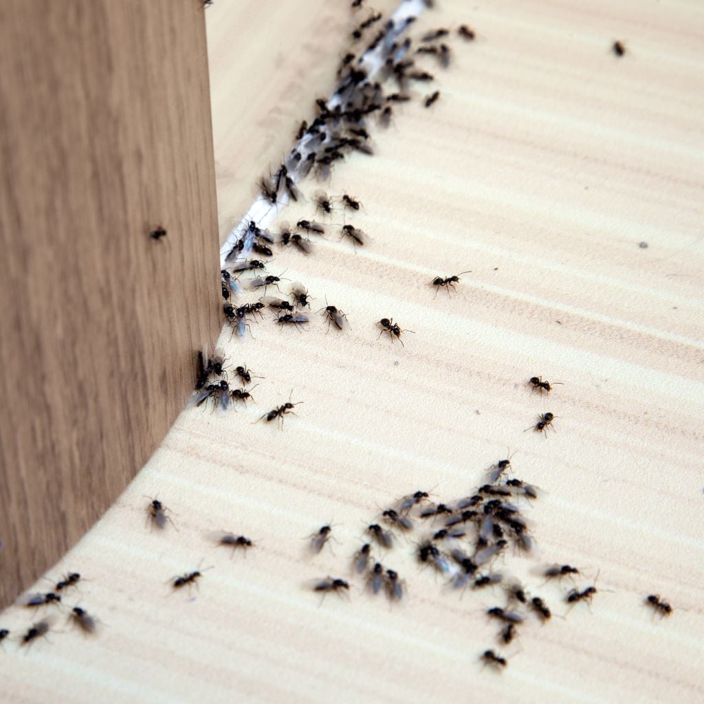 Cockroach Extermination in Toronto