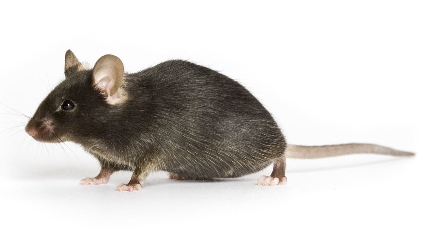 Mice & Rat Control in Toronto