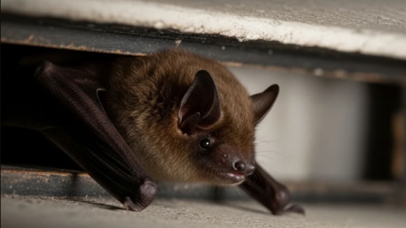 Bat Removal in Toronto