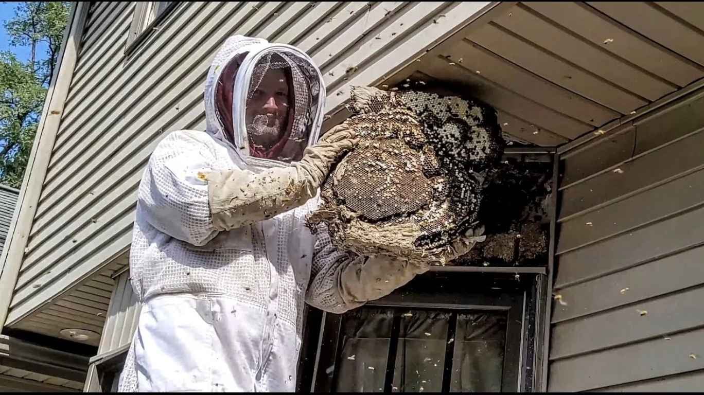 Wasp Removal in Toronto