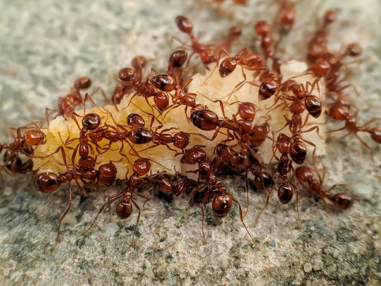 Ant Control in Newmarket