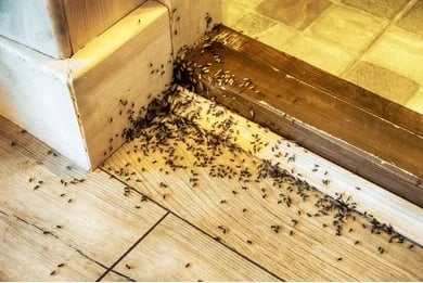 Ant Control in Newmarket