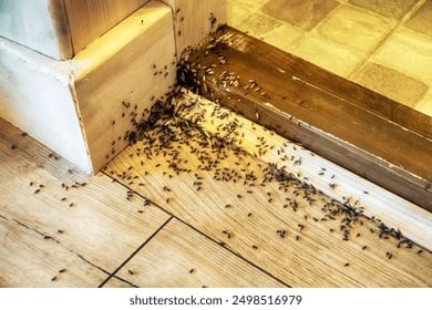 Ant Control in Newmarket