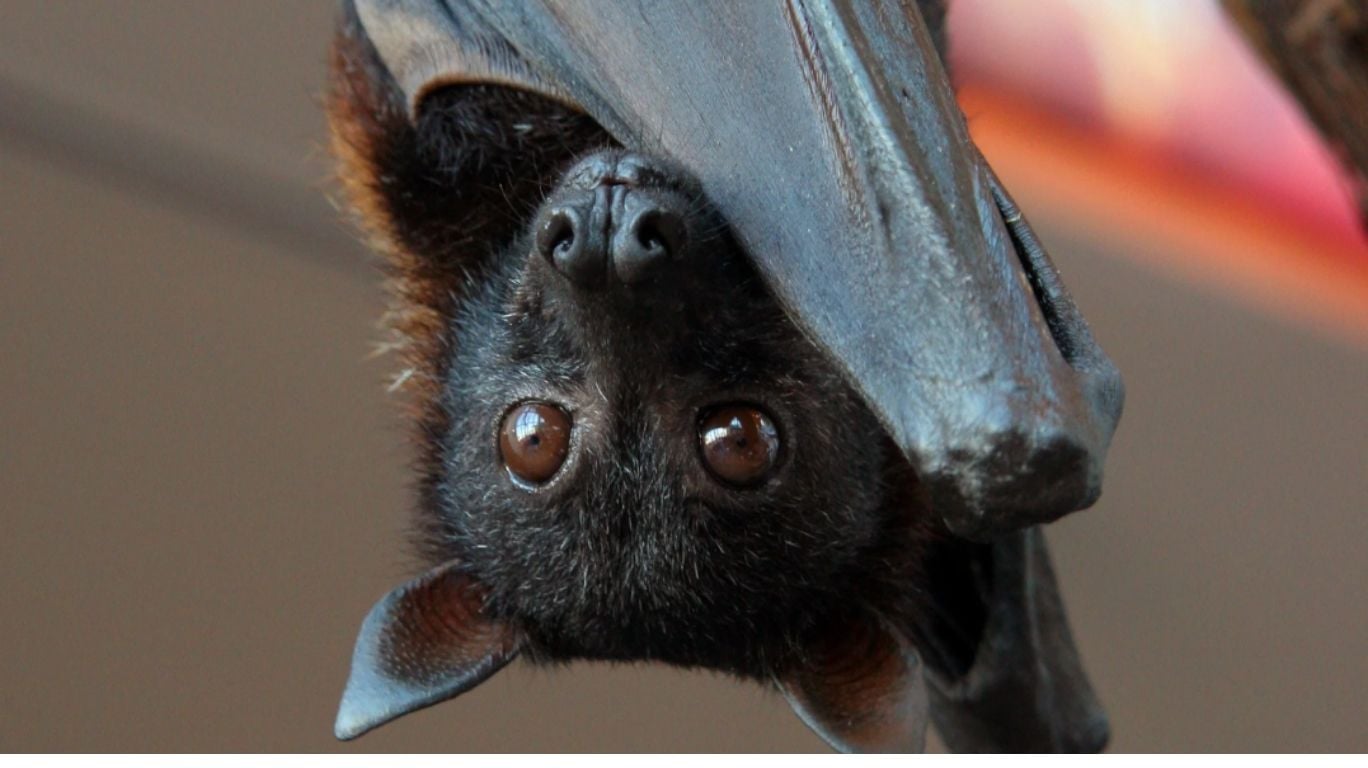 Bat Removal service