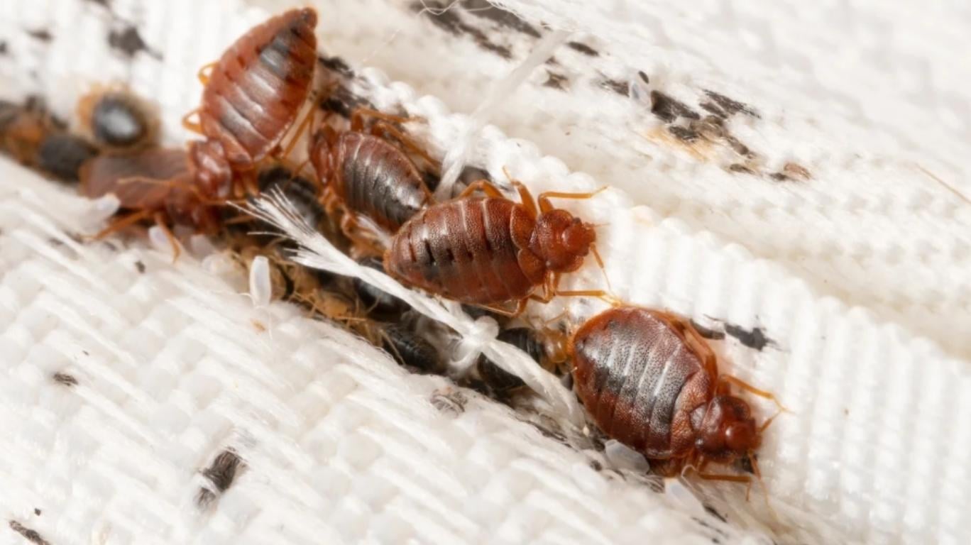 Bed Bug Treatment — image 5