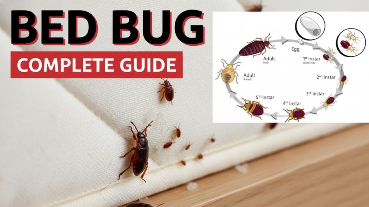 Bed Bug Treatment in Ajax