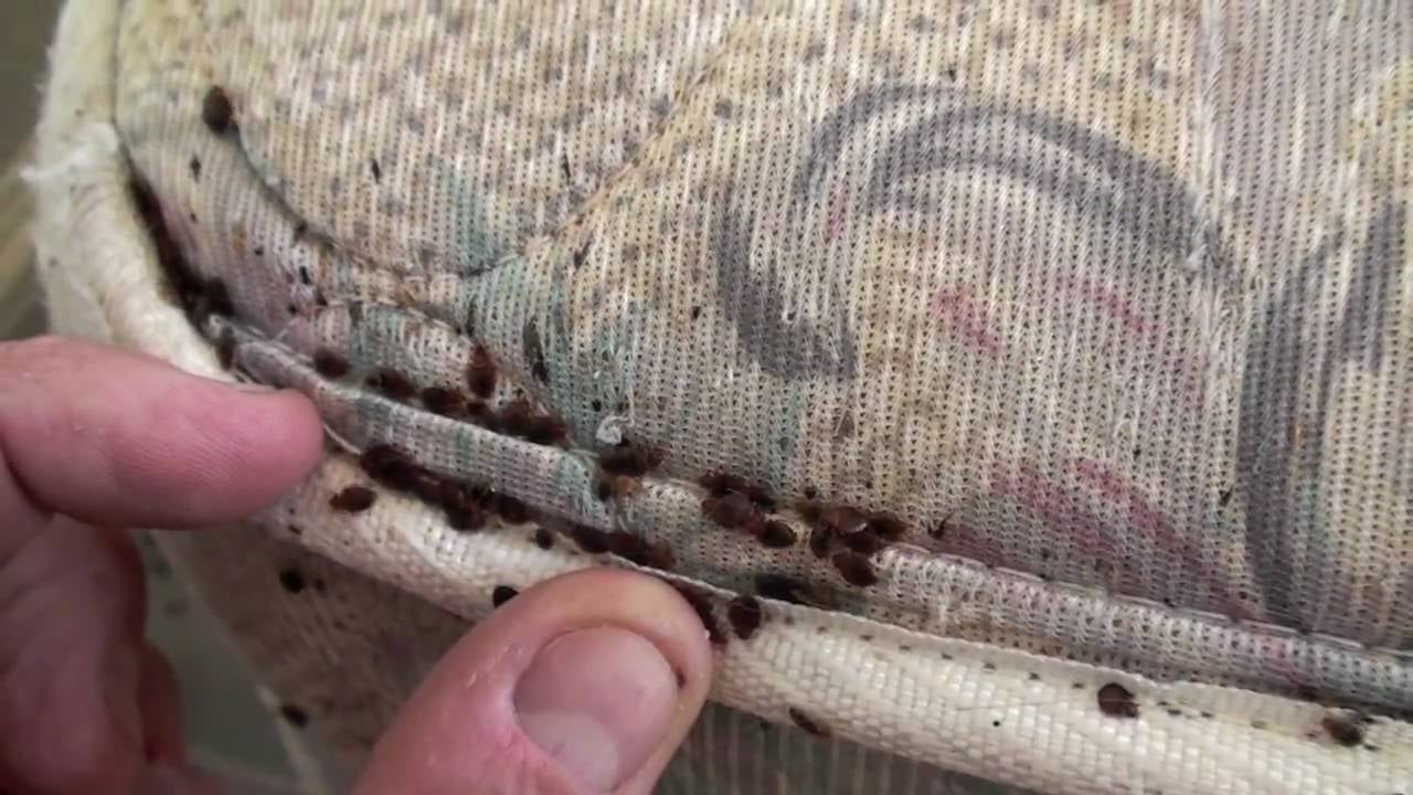 Bed Bug Treatment — image 7