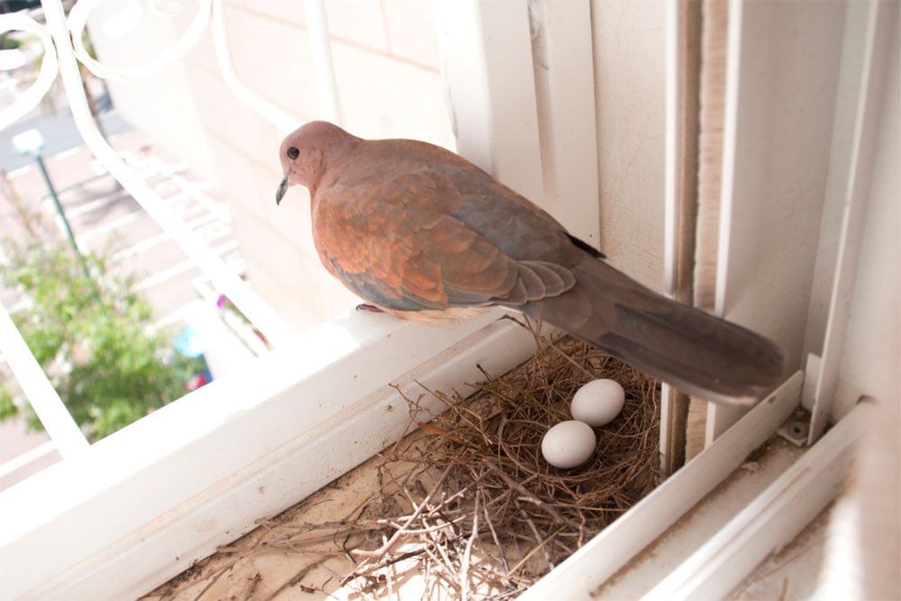 Bird Removal service