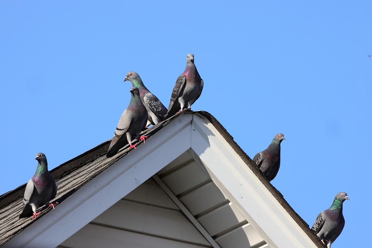 Bird Removal — image 3