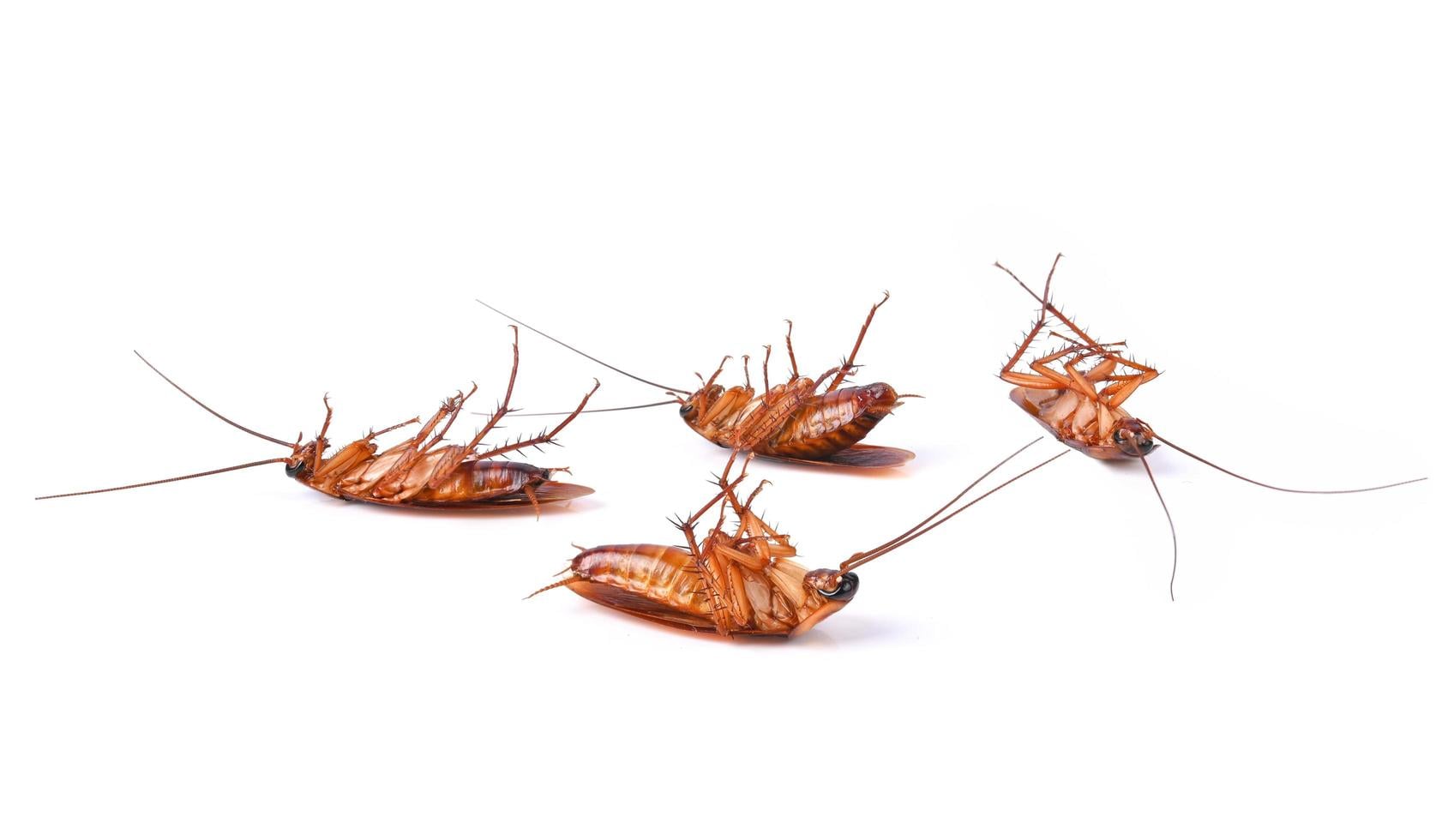 Cockroach Extermination in Newmarket