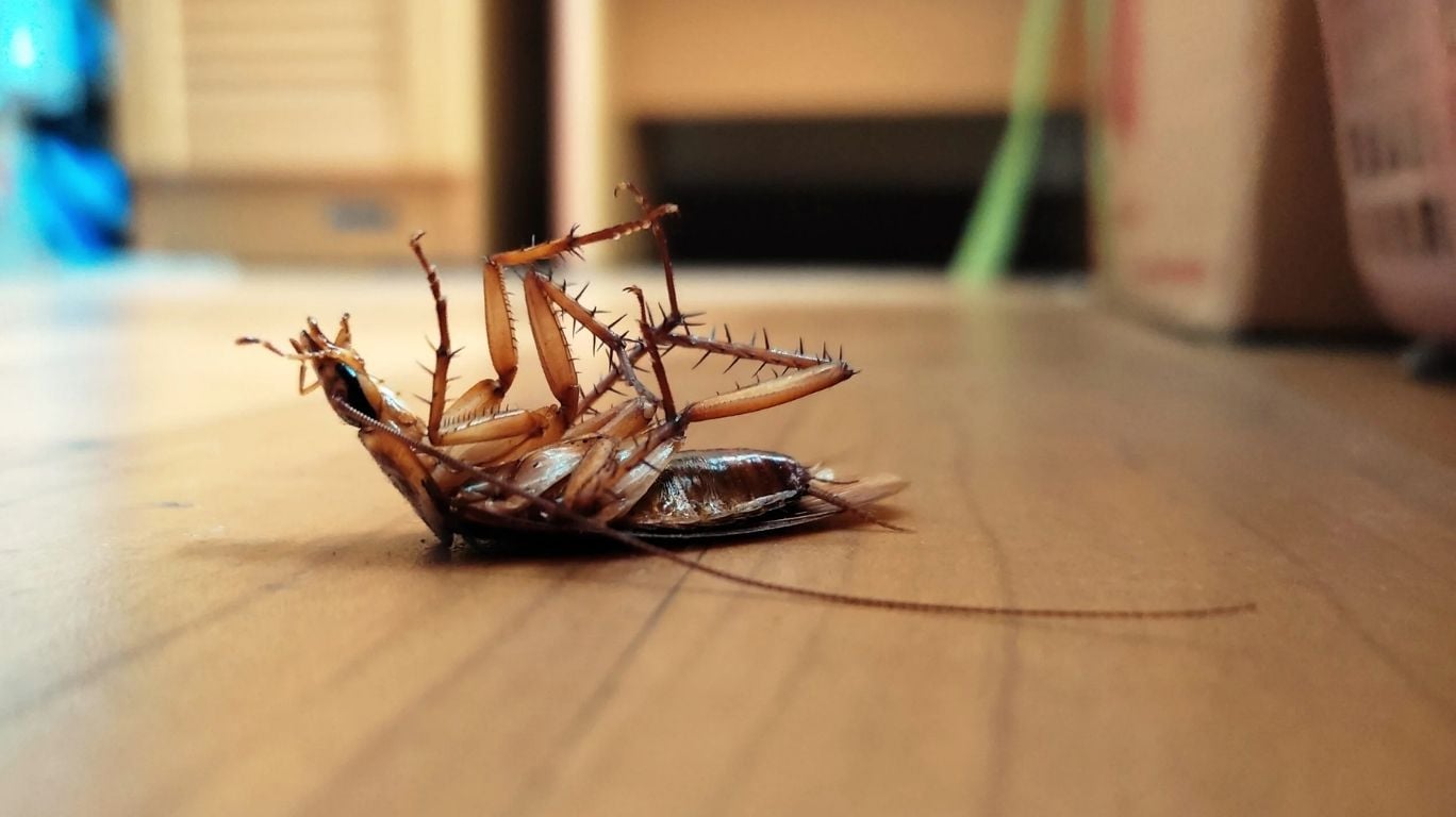 Cockroach Extermination — image 5