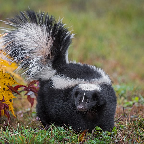 Skunk Removal — image 4