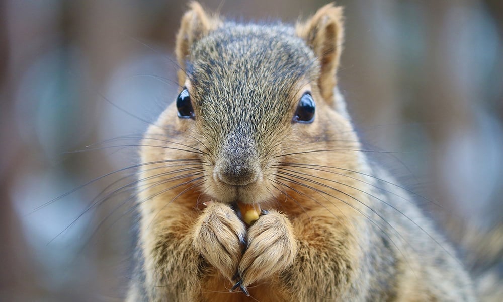 Squirrel Removal — image 7